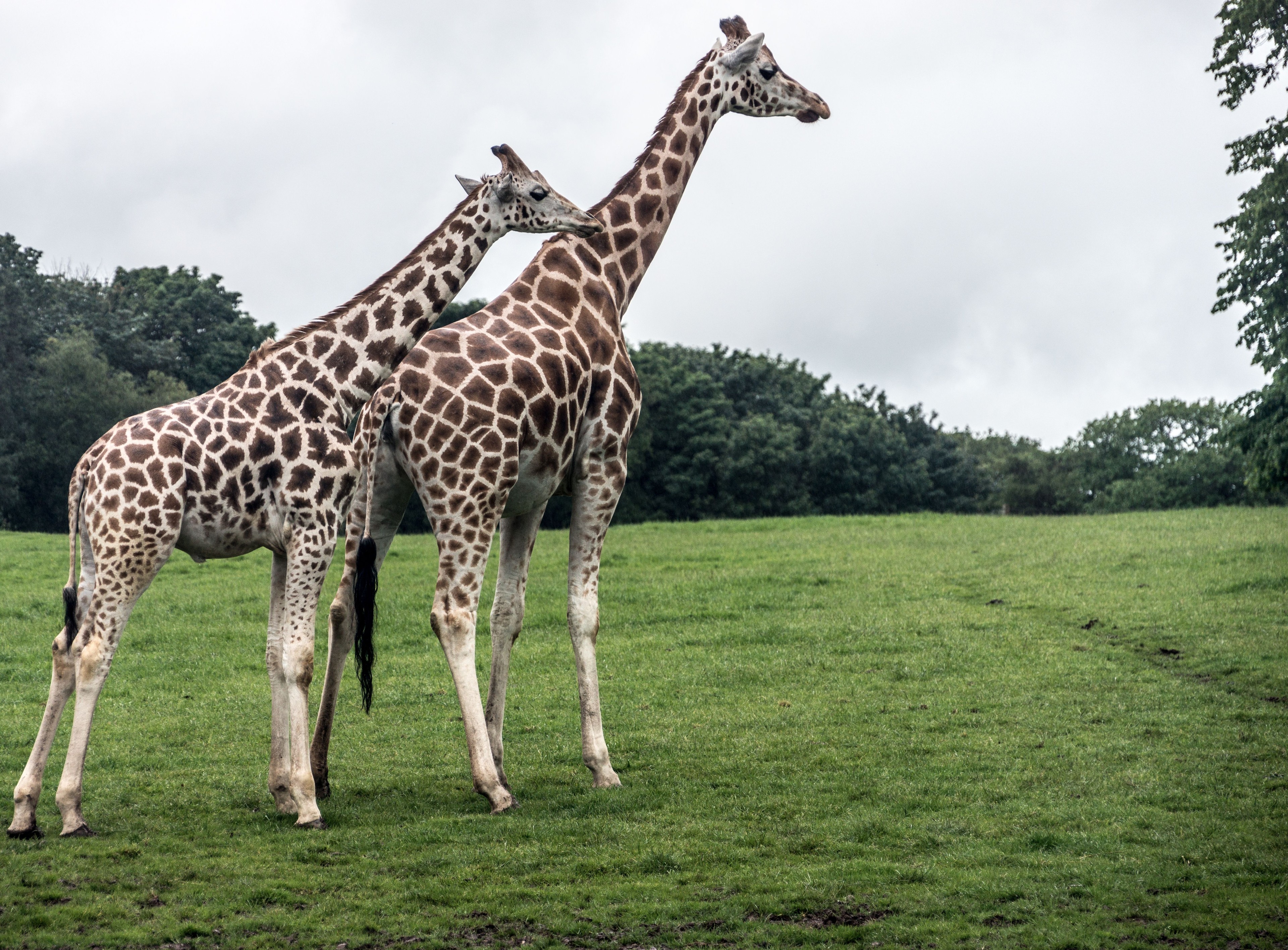 Fota Wildlife Park