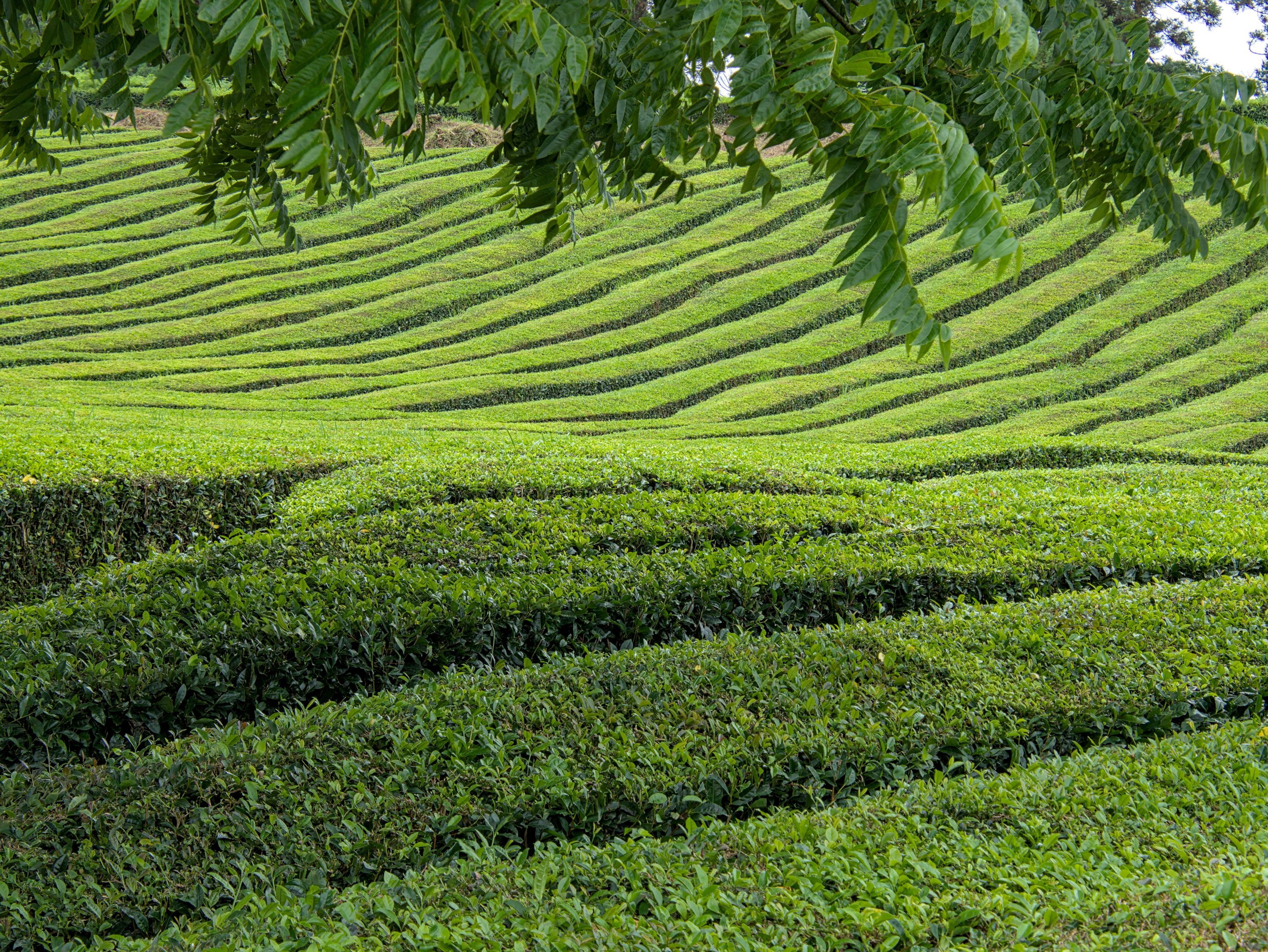 Gorreana Tea Factory