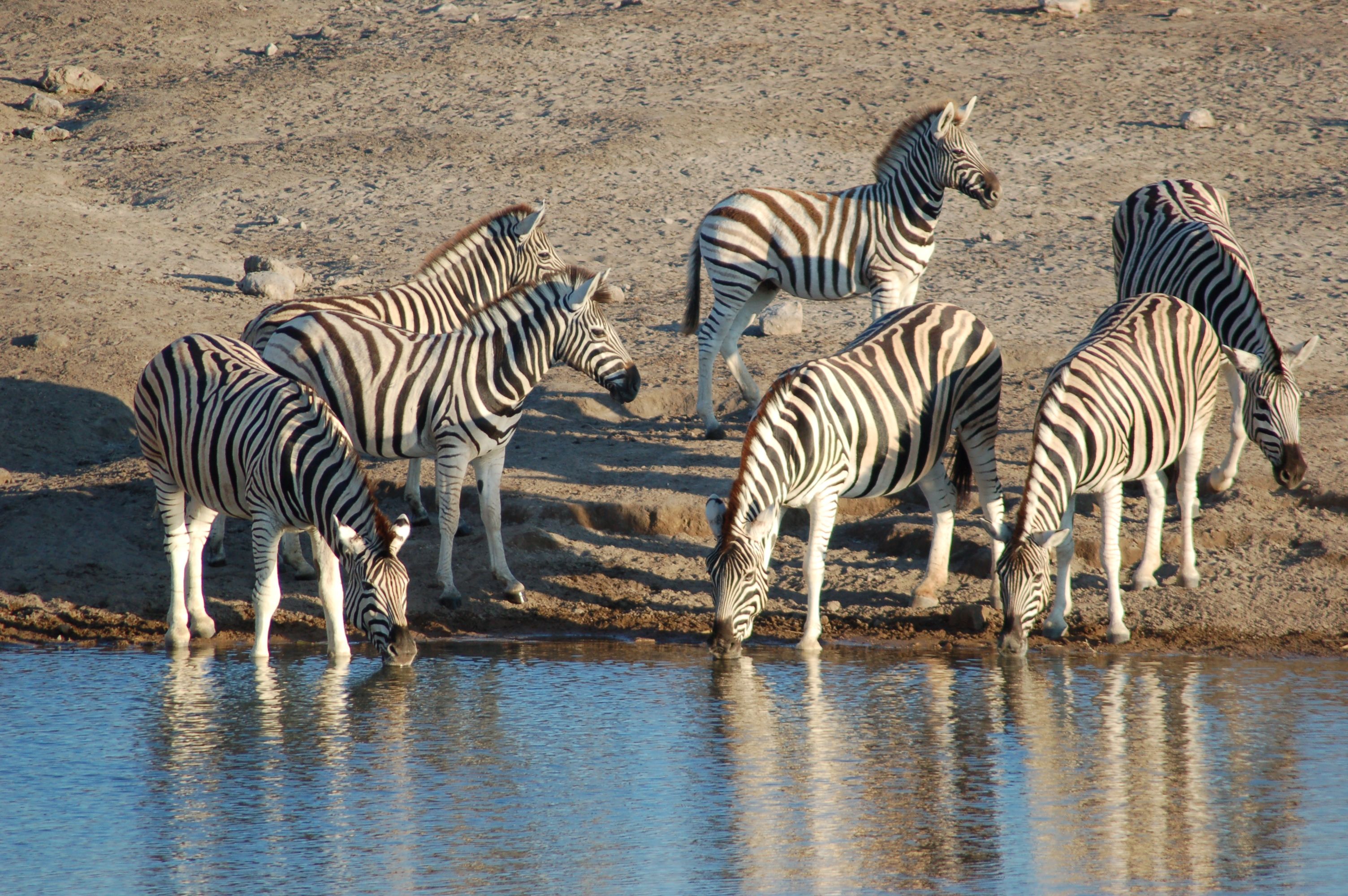 Park Narodowy Etoszy