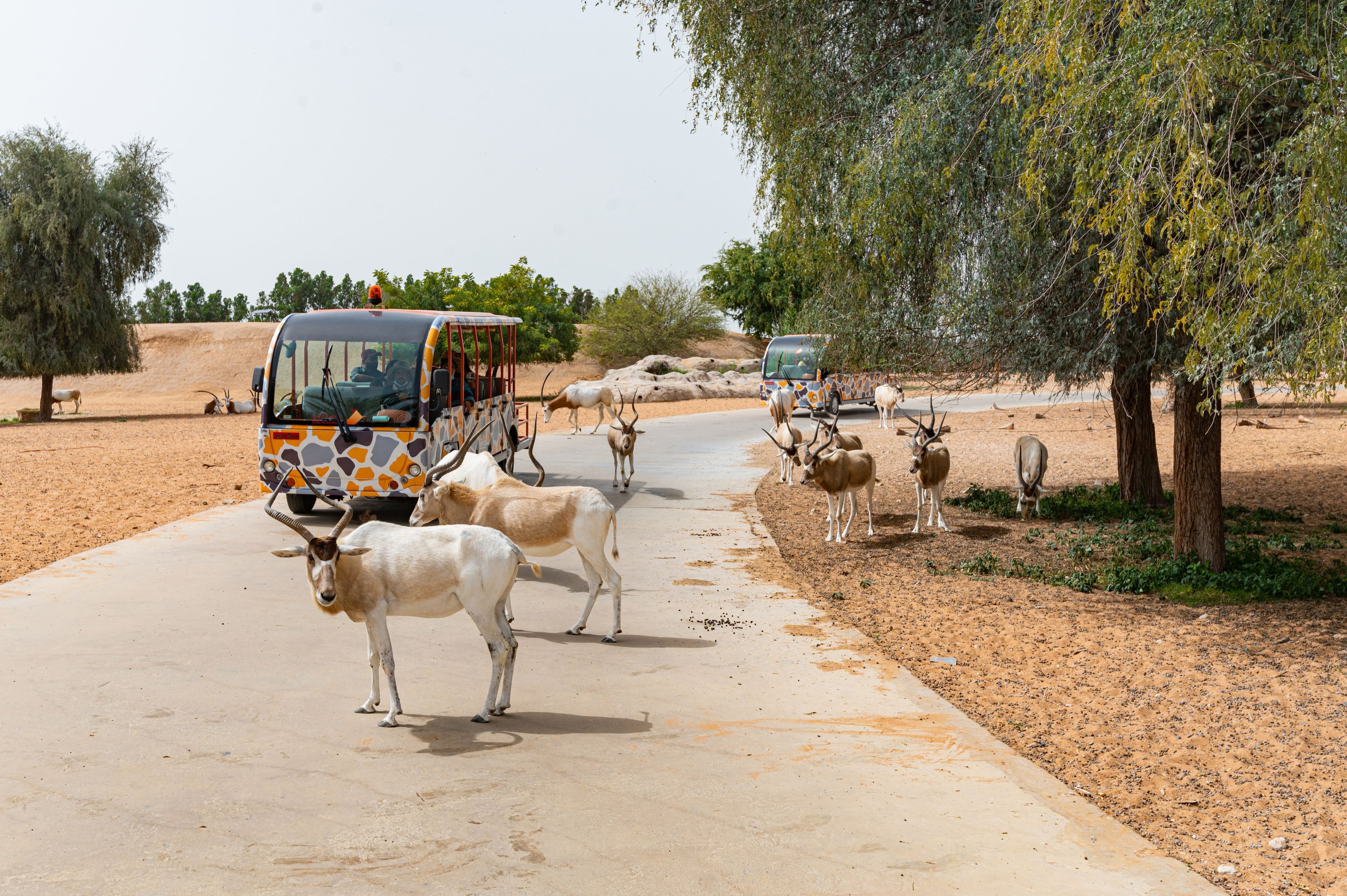 Dubai Safari Park will reopen on October 14