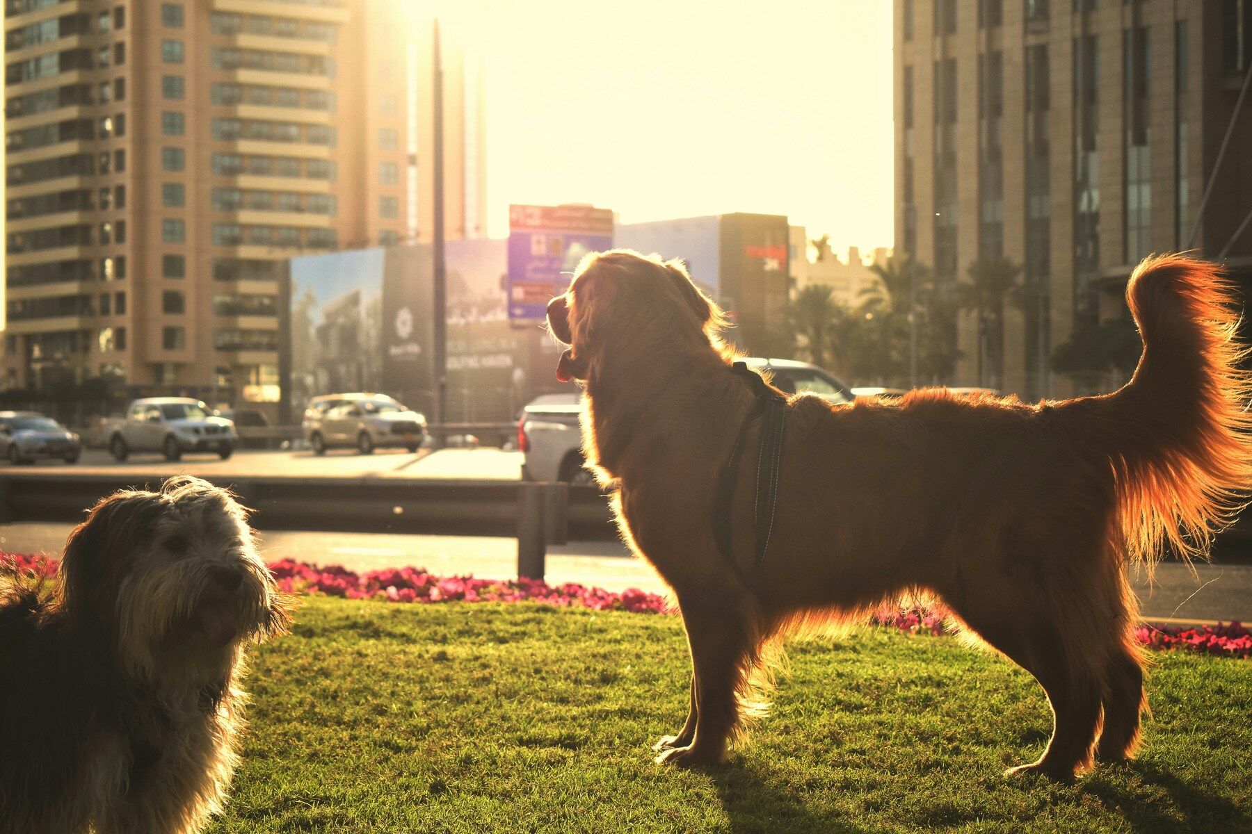 Transporting animals to Dubai – rules and formalities
