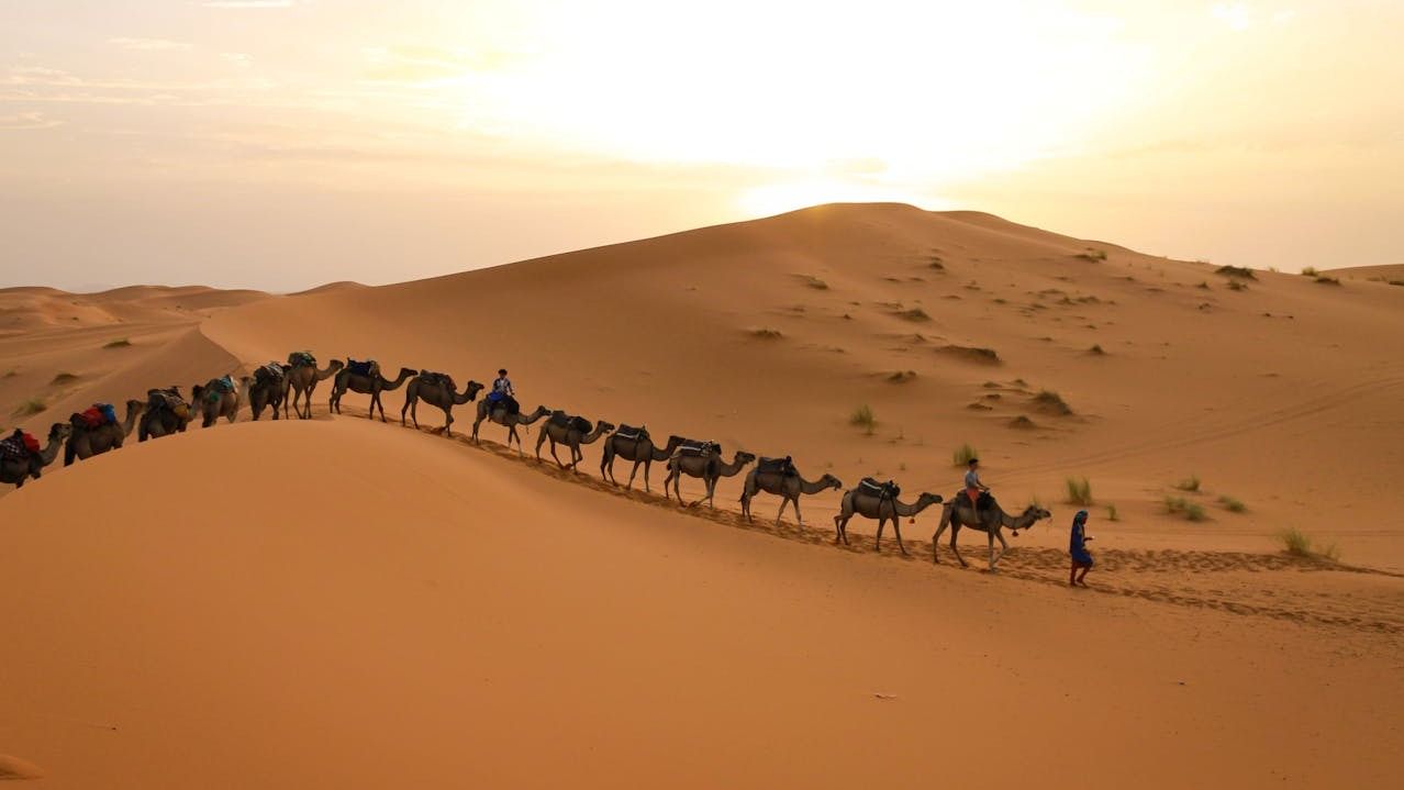 Camels in the desert.