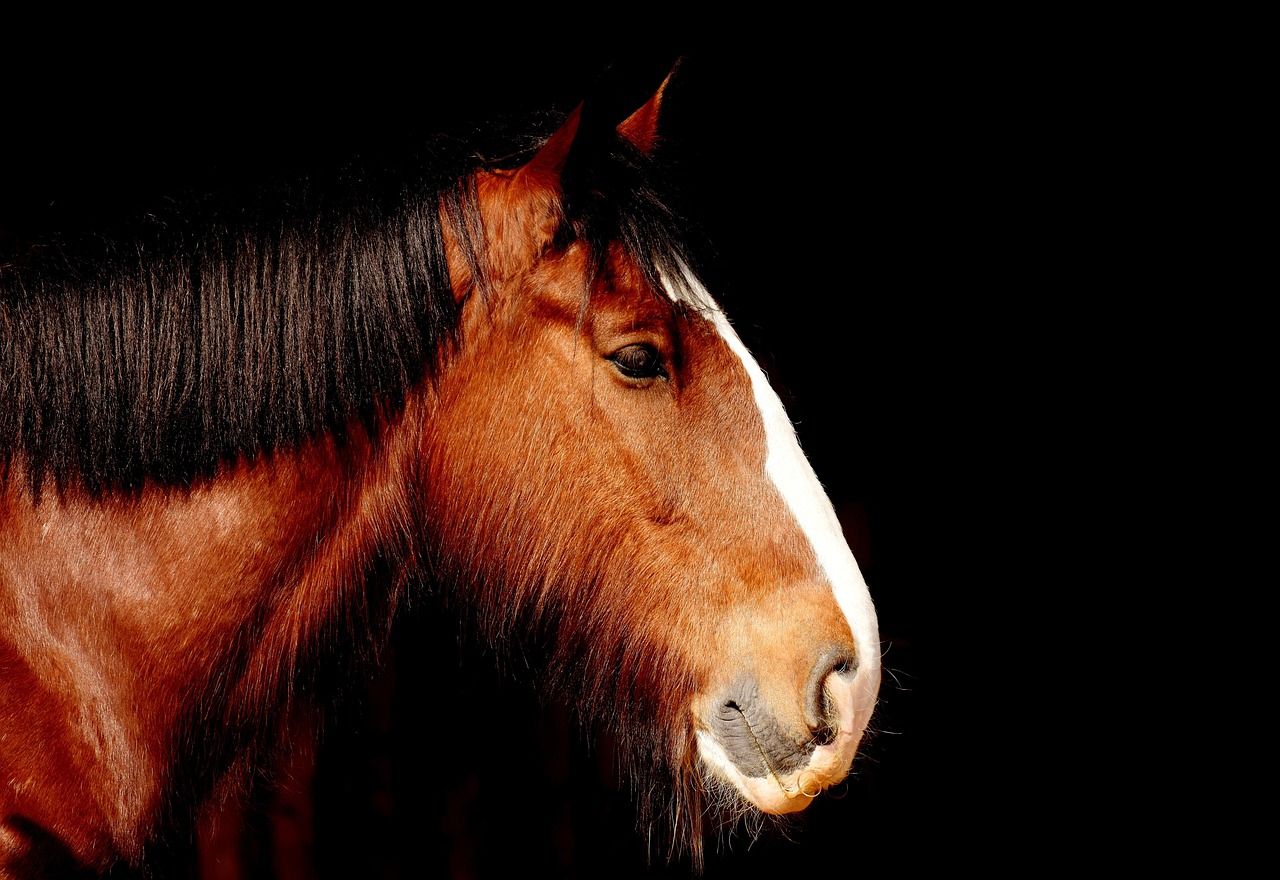Arabian horse.