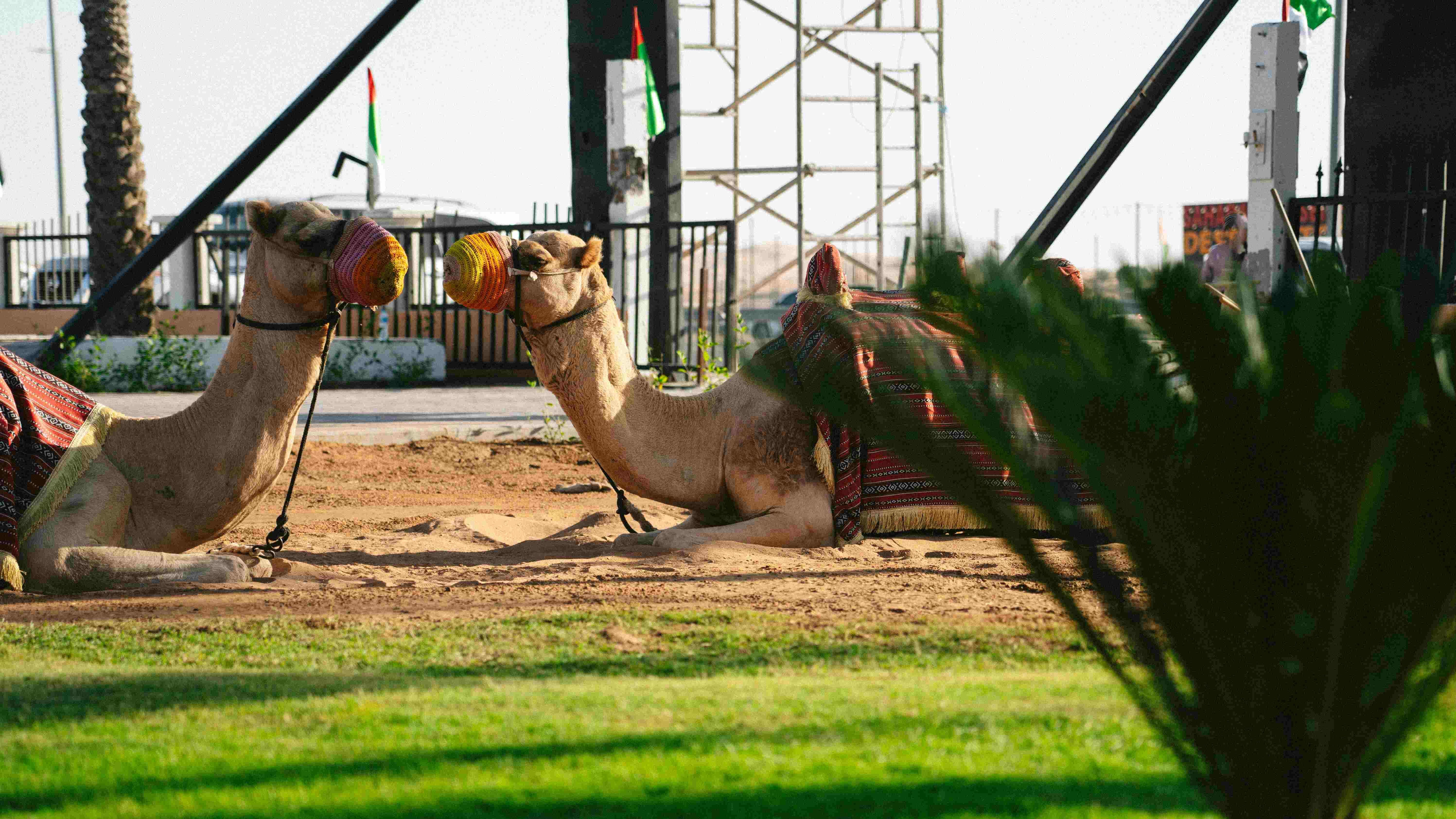 Camel ride.
