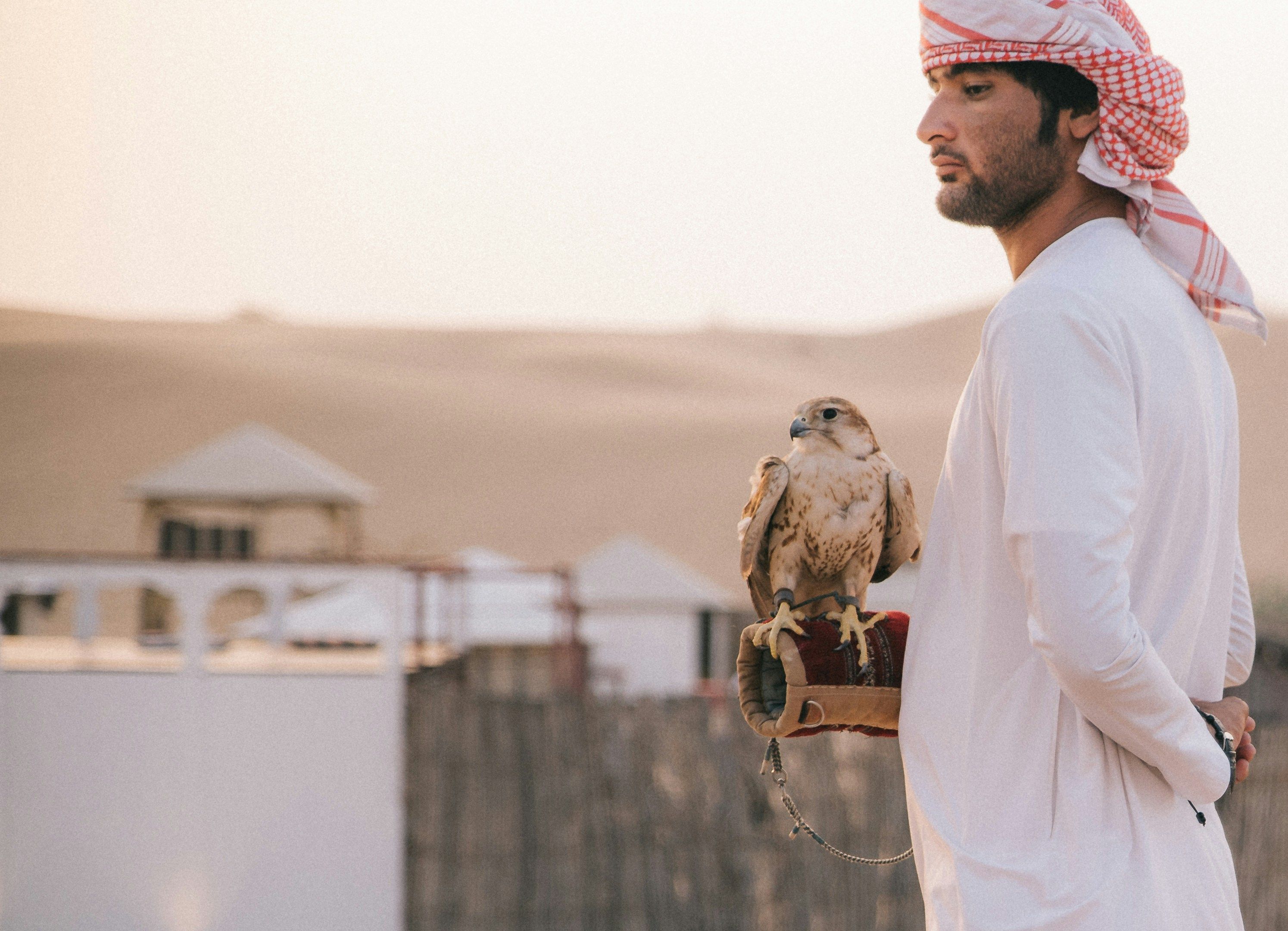 Falconry in Dubai